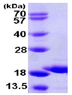 SDS-PAGE - Recombinant Human GSKIP protein (AB105621)