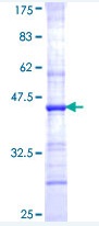 SDS-PAGE - Recombinant Human GST-1 protein (GST tag N-Terminus) (AB152884)
