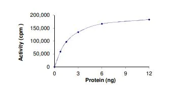 Functional Studies - Recombinant human GST-FAM131b-BRAF fusion protein (Active) (GST tag N-Terminus, Tag Free) (AB268549)