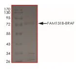 SDS-PAGE - Recombinant human GST-FAM131b-BRAF fusion protein (Active) (GST tag N-Terminus, Tag Free) (AB268549)