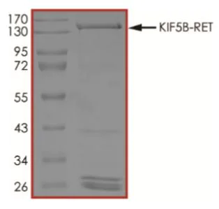 SDS-PAGE - Recombinant human GST-KIF5B-Ret fusion protein (Active) (AB268707)
