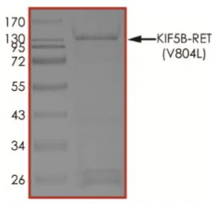 SDS-PAGE - Recombinant human GST-KIF5B Ret (V804L) fusion protein (Active) (AB268708)