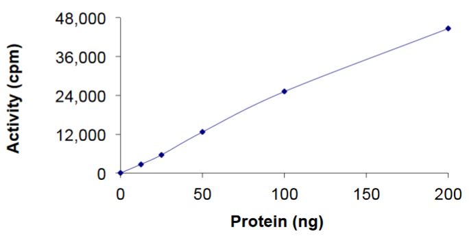 Recombinant human GST-Nucleoplasmin ALK (mutated F1174L) fusion protein (Active)