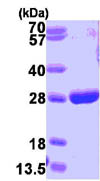 Recombinant human GST3 / GST pi protein