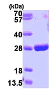 SDS-PAGE - Recombinant human GST3 / GST pi protein (His tag N-Terminus) (AB86703)