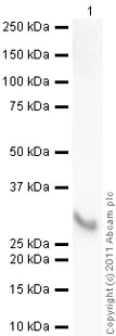 Western blot - Recombinant human GST3 / GST pi protein (His tag N-Terminus) (AB86703)