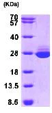 SDS-PAGE - Recombinant Human GSTA1 protein (Tag Free) (AB95381)