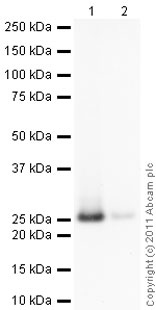 Western blot - Recombinant Human GSTA1 protein (Tag Free) (AB95381)