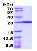 Recombinant human GSTA4 protein
