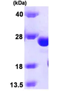 SDS-PAGE - Recombinant Human GSTK1 protein (Tag Free) (AB93457)