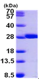 SDS-PAGE - Recombinant Human GSTM2 protein (AB99435)