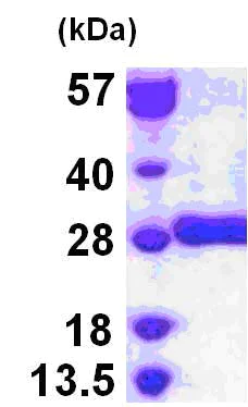 SDS-PAGE - Recombinant Human GSTM3 protein (His tag N-Terminus) (AB124587)