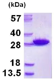 SDS-PAGE - Recombinant Human GSTM5 protein (AB128441)