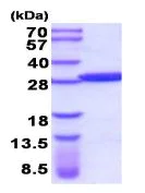 SDS-PAGE - Recombinant human GSTM5 protein (His tag N-Terminus) (AB206801)