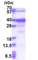 SDS-PAGE - Recombinant Human GTF2A1 protein (His tag N-Terminus) (AB174399)