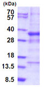 SDS-PAGE - Recombinant Human GTF3C6 protein (His tag N-Terminus) (AB187441)