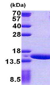 SDS-PAGE - Recombinant Human GTL3B protein (AB167881), expandable thumbnail
