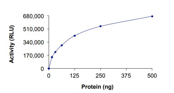 Recombinant human GTPase HRAS protein (Active)