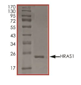 SDS-PAGE - Recombinant human GTPase HRAS protein (Active) (AB268643)