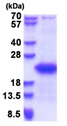 SDS-PAGE - Recombinant Human GTSF1 protein (His tag N-Terminus) (AB180332)