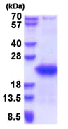 SDS-PAGE - Recombinant Human GTSF1 protein (His tag N-Terminus) (AB180332)