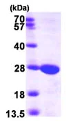 SDS-PAGE - Recombinant Human Guanylate kinase protein (His tag N-Terminus) (AB99210)