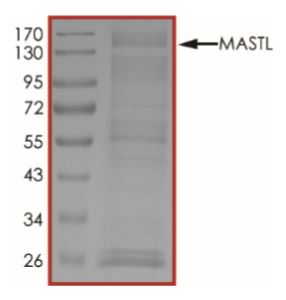 SDS-PAGE - Recombinant human GWL protein (Active) (AB268748), expandable thumbnail