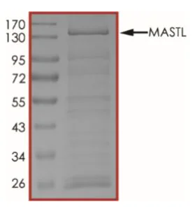 SDS-PAGE - Recombinant Human GWL protein (GST tag N-Terminus) (AB268747)