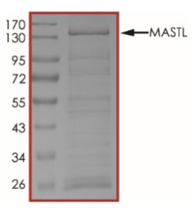 SDS-PAGE - Recombinant Human GWL protein (Tagged) (AB268747), expandable thumbnail