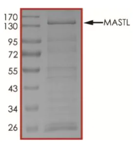 SDS-PAGE - Recombinant Human GWL protein (Tagged) (AB268747)