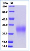 SDS-PAGE - Recombinant Human GYPC protein (His tag) (AB276669)