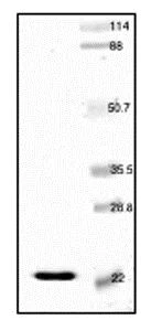 SDS-PAGE - Recombinant Human H-FABP protein (AB52149)