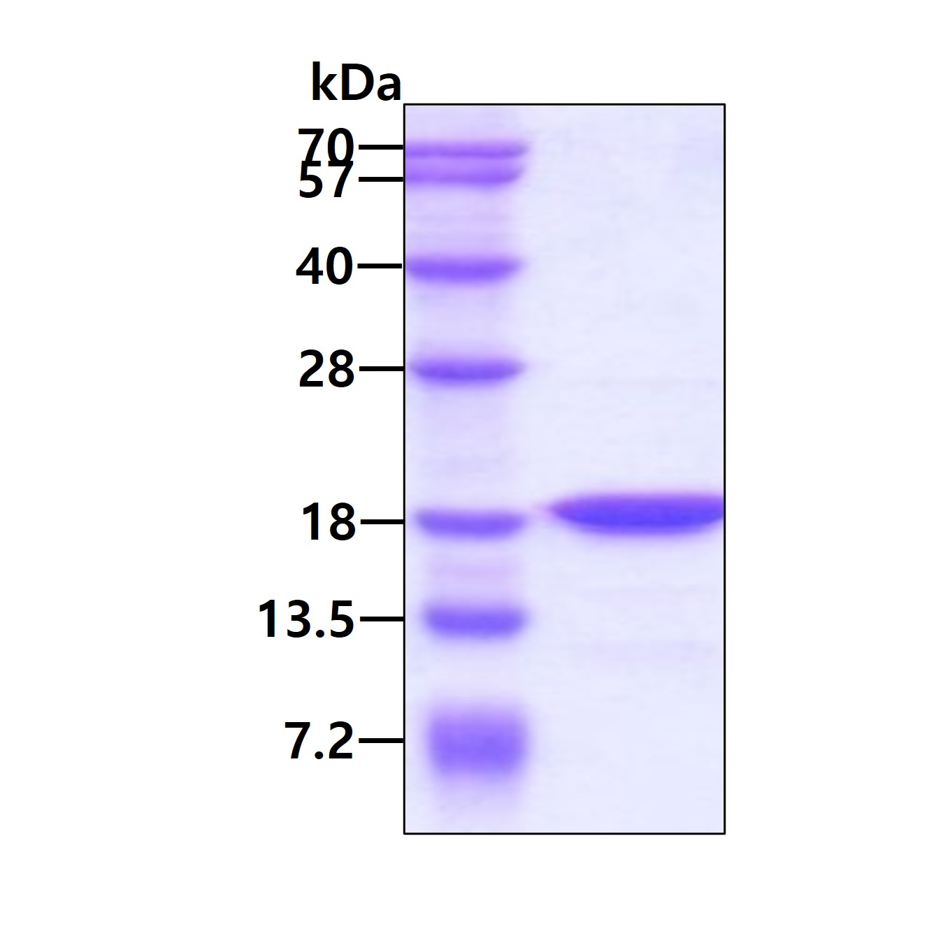 SDS-PAGE - Recombinant Human H-FABP protein (AB84335), expandable thumbnail