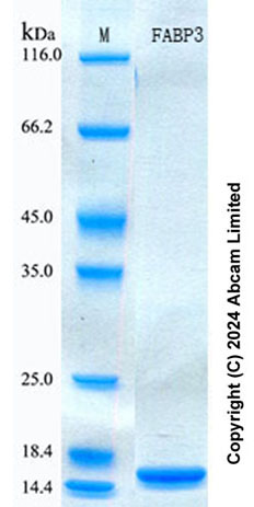 SDS-PAGE - Recombinant Human H-FABP Protein Standard (His tag) (AB316633), expandable thumbnail