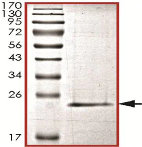 SDS-PAGE - Recombinant human H-Ras (G12V) (mutated G12V) protein (AB140571)