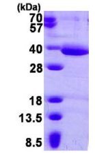 SDS-PAGE - Recombinant Human HAAO protein (AB126667)