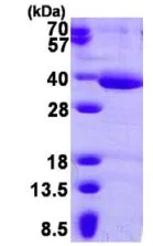 SDS-PAGE - Recombinant Human HAAO protein (His tag N-Terminus) (AB126667)