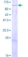 SDS-PAGE - Recombinant Human HADHA protein (GST tag N-Terminus) (AB158631)