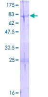 SDS-PAGE - Recombinant Human HADHB protein (GST tag N-Terminus) (AB158632)