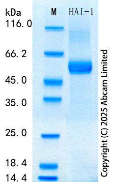 SDS-PAGE - Recombinant Human HAI-1 Protein Standard (His tag) (AB316518)