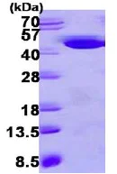SDS-PAGE - Recombinant Human HAO1/GOX protein (AB113144)
