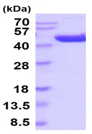 SDS-PAGE - Recombinant human HAO1/GOX protein (Active) (AB241318)