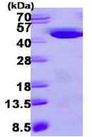 SDS-PAGE - Recombinant Human HAO1/GOX protein (DDDDK tag N-Terminus + His tag N-Terminus) (AB113144)