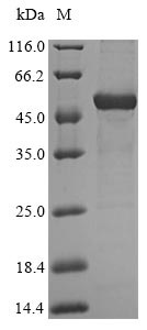 SDS-PAGE - Recombinant Human HAO2 protein (His tag) (AB239568)