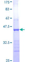 SDS-PAGE - Recombinant Human HAPLN2 protein (GST tag N-Terminus) (AB163721)