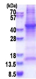 SDS-PAGE - Recombinant Human Haptoglobin protein - BSA and Azide free (denatured) (His tag N-Terminus) (AB177623)