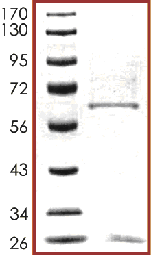 SDS-PAGE - Recombinant human Haspin protein (AB104026)