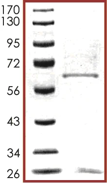 SDS-PAGE - Recombinant human Haspin protein (AB104026)