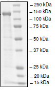 SDS-PAGE - Recombinant human HAUSP / USP7 protein (AB198464), expandable thumbnail