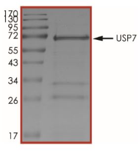 SDS-PAGE - Recombinant human HAUSP / USP7 protein (Active) (AB269127), expandable thumbnail